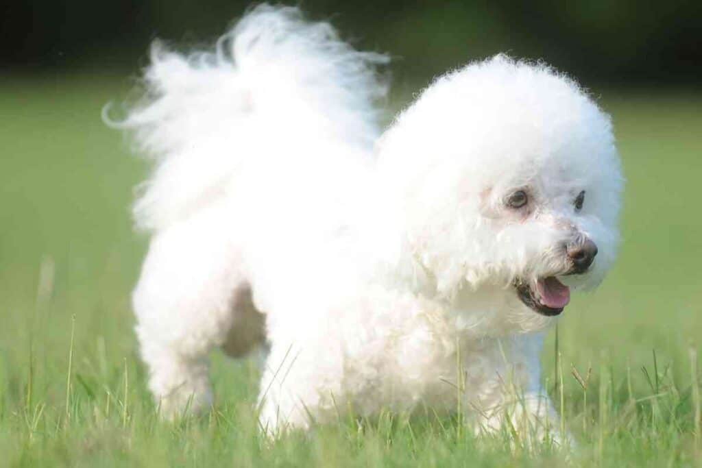 Are Bichon Frises Hypoallergenic - #puppy #puppies #shedding #allergenic #allergies