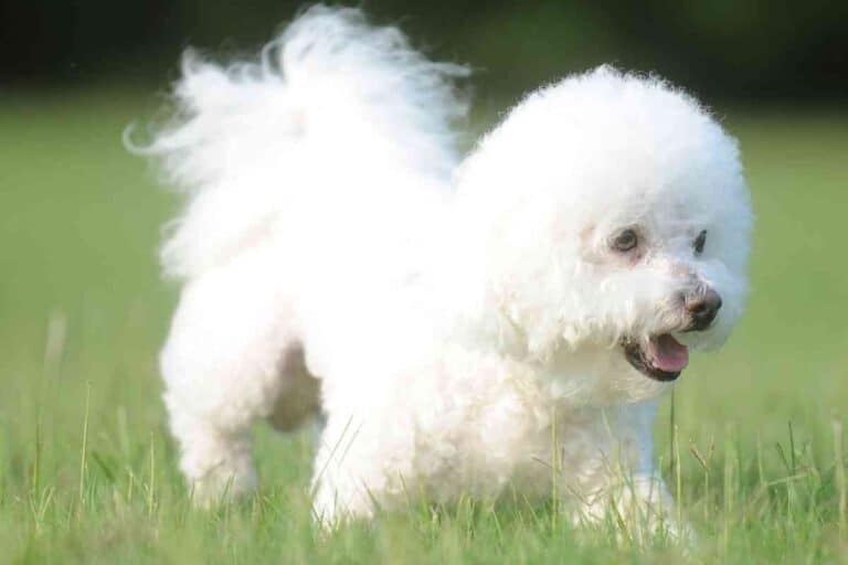 Are Bichon Frises Hypoallergenic - Embora Pets