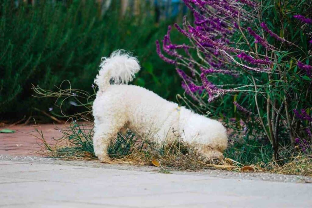 Are Bichons Hard To Potty Train?