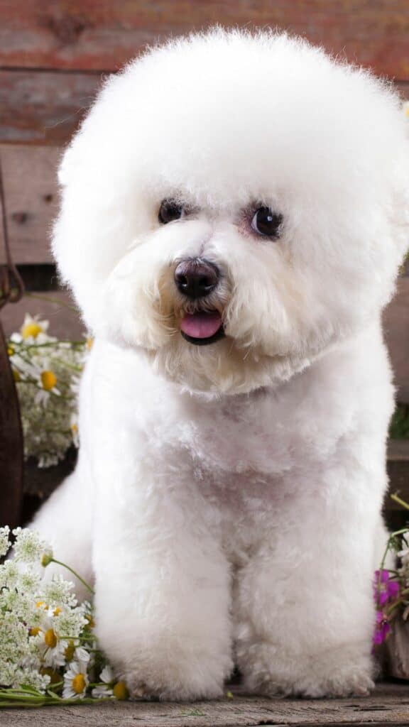 Bichon Frise