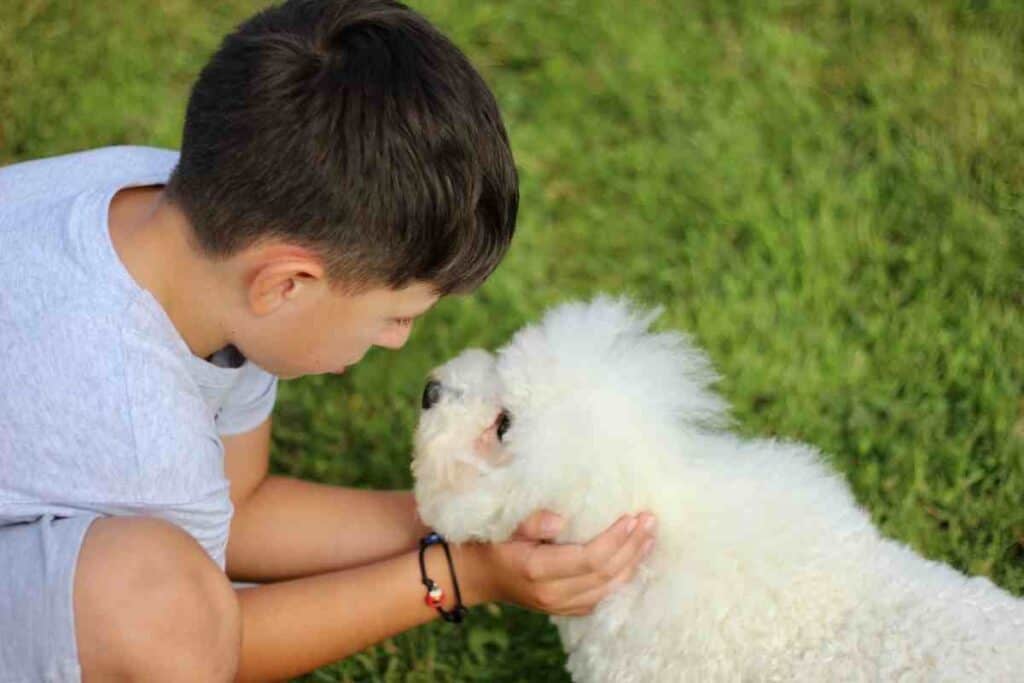 How Much Does A Bichon Frise Cost?