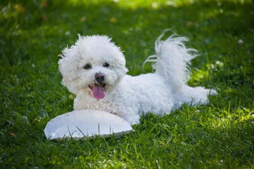 Do Bichons Like Water?