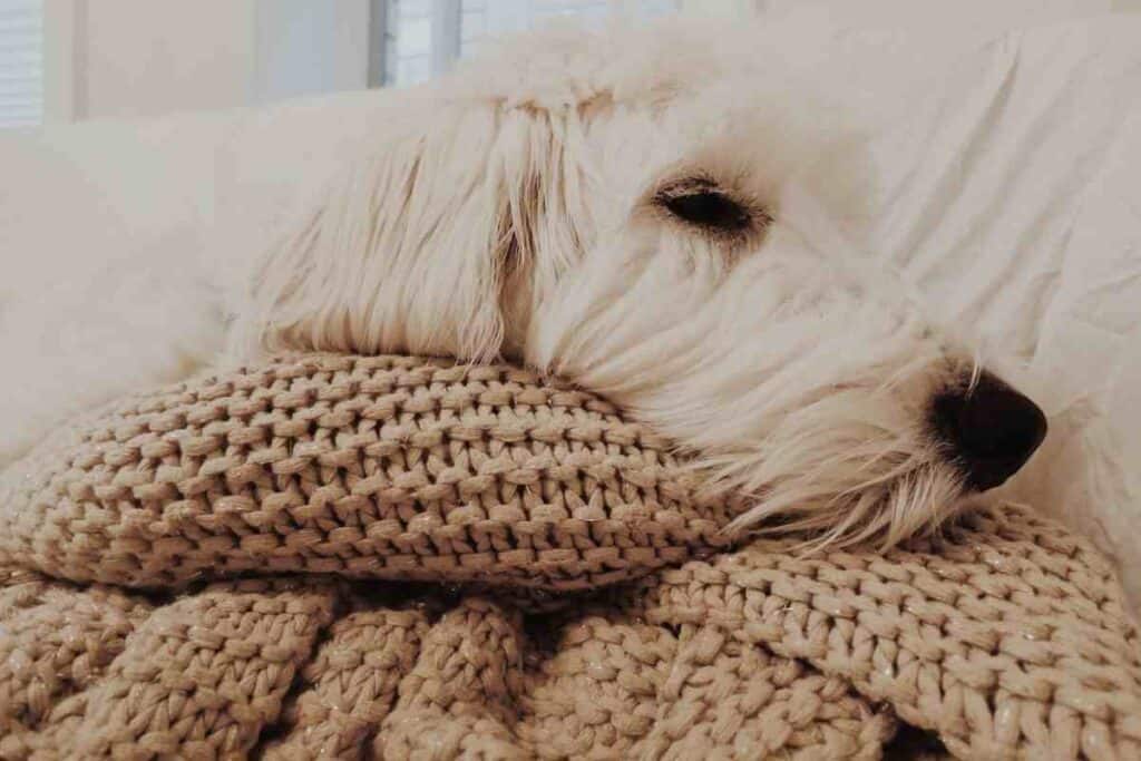 How Much Sleep Does A Goldendoodle Puppy Need?