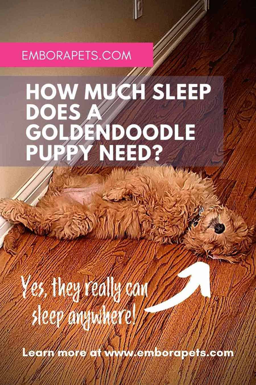 How Much Sleep Does A Goldendoodle Puppy Need__ EMBORA PETS Embora Pets