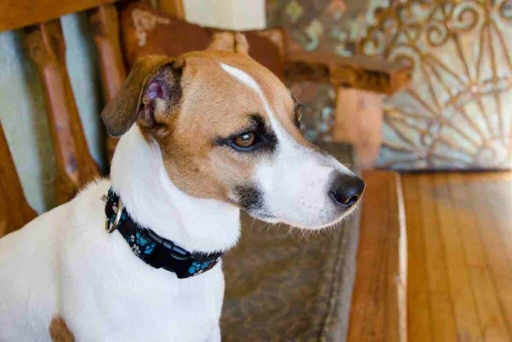 Are Jack Russell Terriers Hypoallergenic? Embora Pets