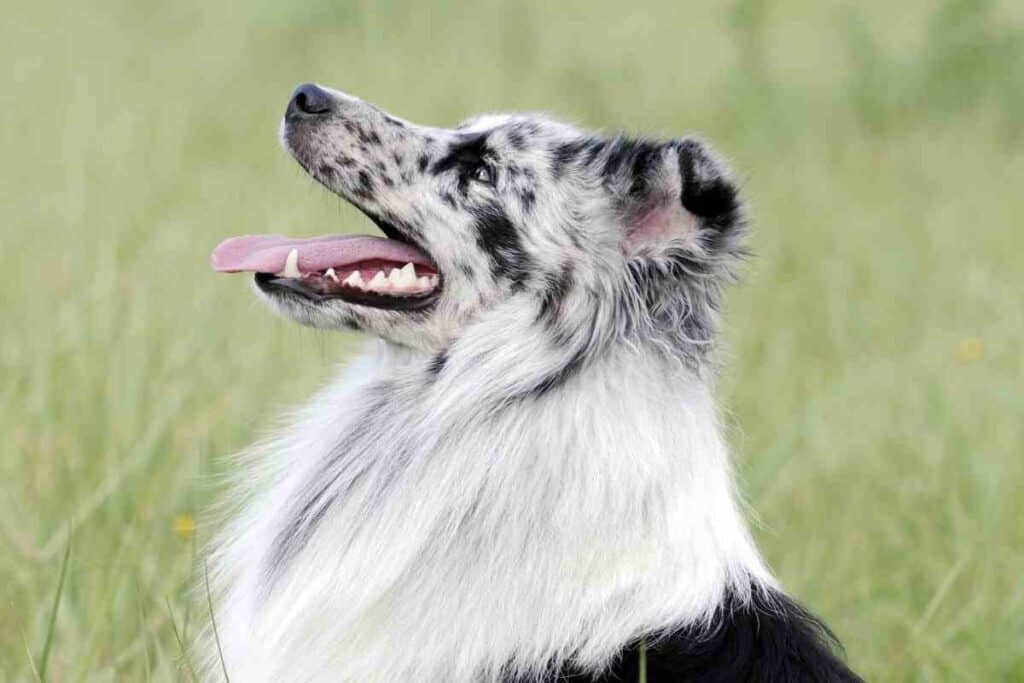 How Long Does It Take To Potty Train A Shetland Sheepdog Embora Pets