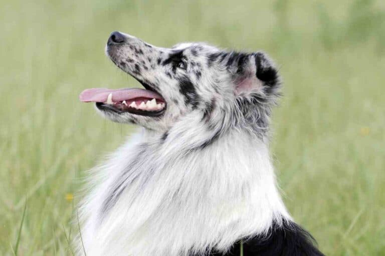Are Male or Female Shetland Sheepdogs Easier To Train?