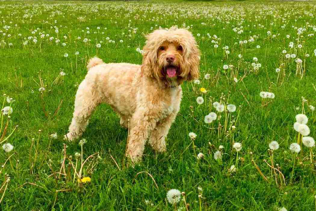 do cockapoo dogs shed