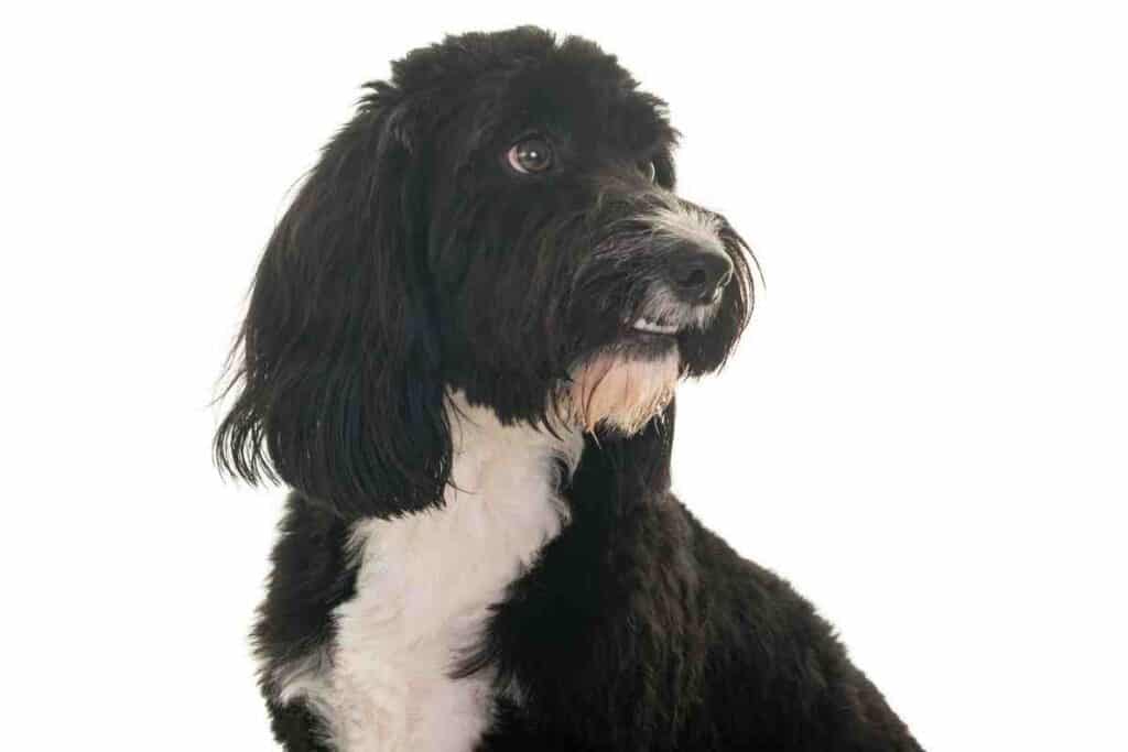 Do Cavapoos Coats Change? (Color, Curls and More!) Embora Pets