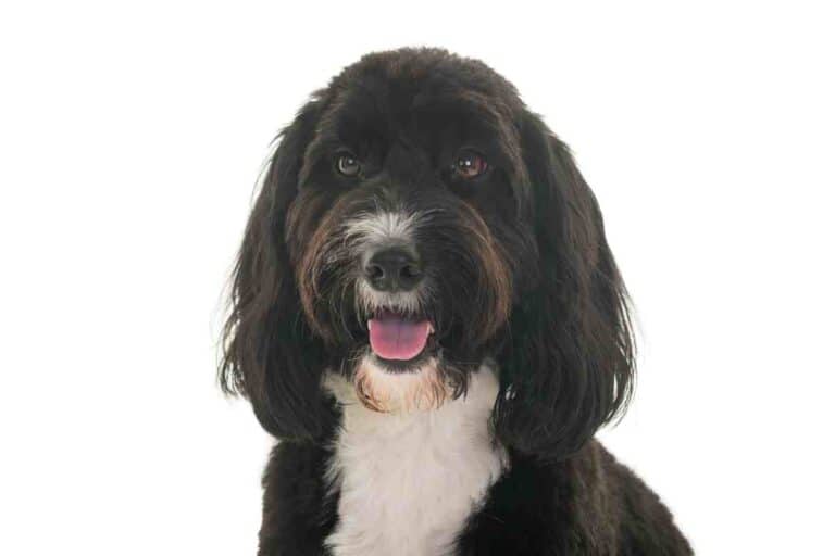 What Is A Cockapoo, And Are They A Good Dog For A Family?