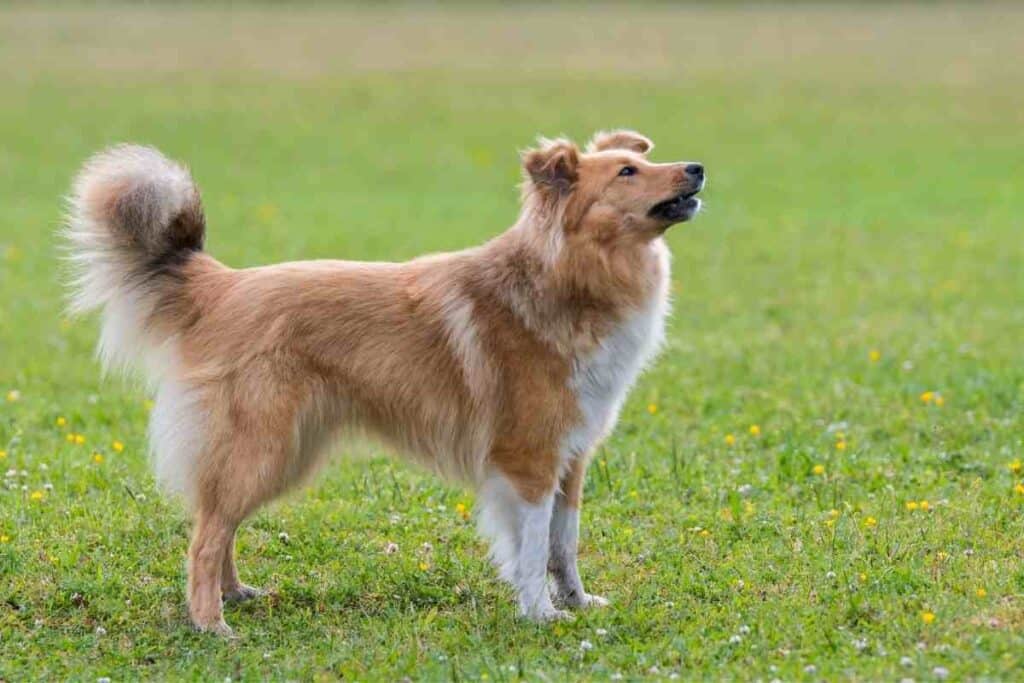 When Do Shelties / Shetland Sheepdogs Need Their First Haircut?