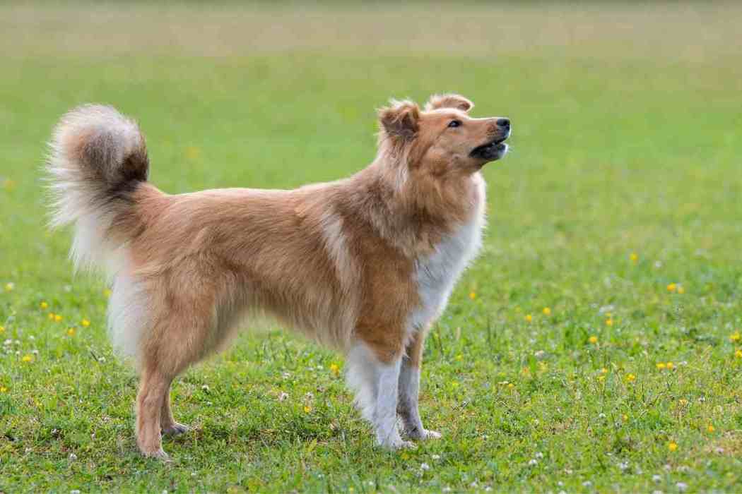 When Do Shelties / Shetland Sheepdogs Need Their First Haircut ...