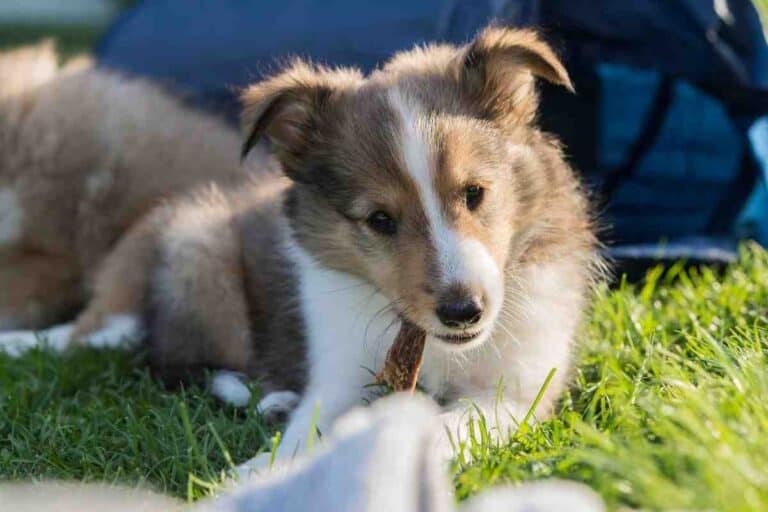 When Do Shetland Sheepdogs Stop Biting And How Can You Stop It?
