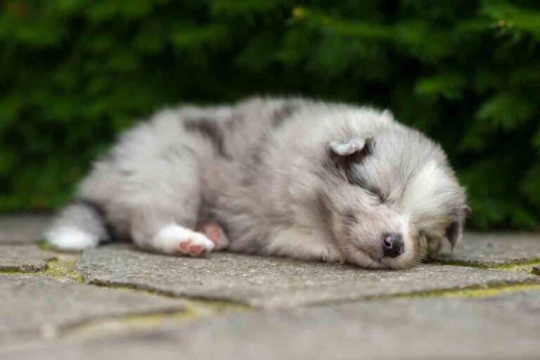When Do Shetland Sheepdogs Sleep through the Night?