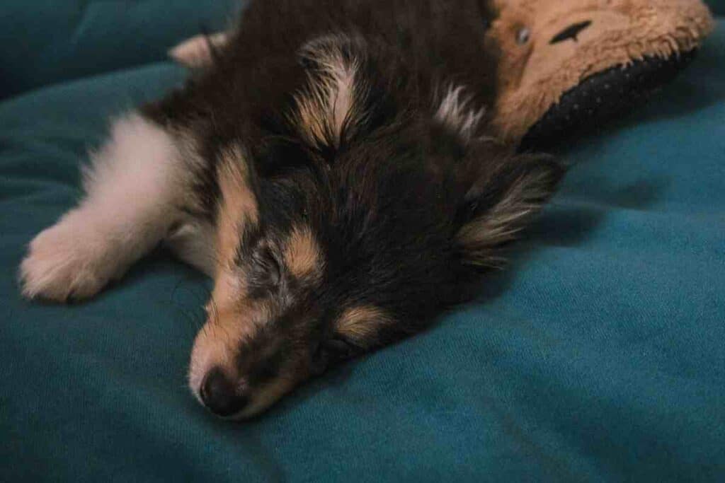 When Do Shetland Sheepdogs Sleep through the Night?