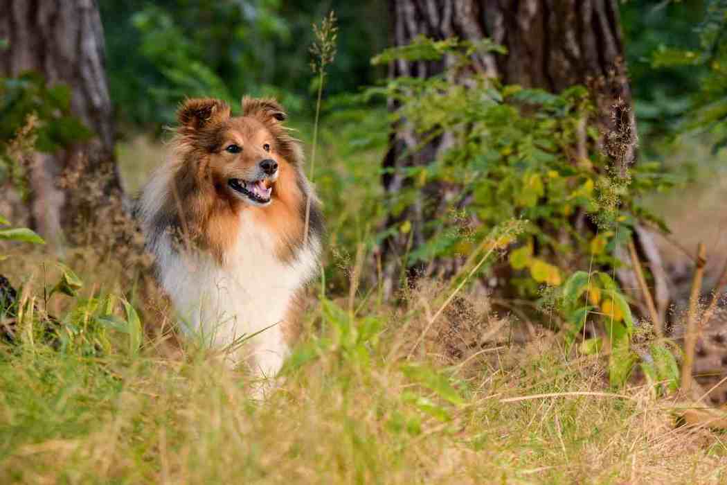 When Do Shelties / Shetland Sheepdogs Stop Biting And How Can You Stop It? Embora Pets