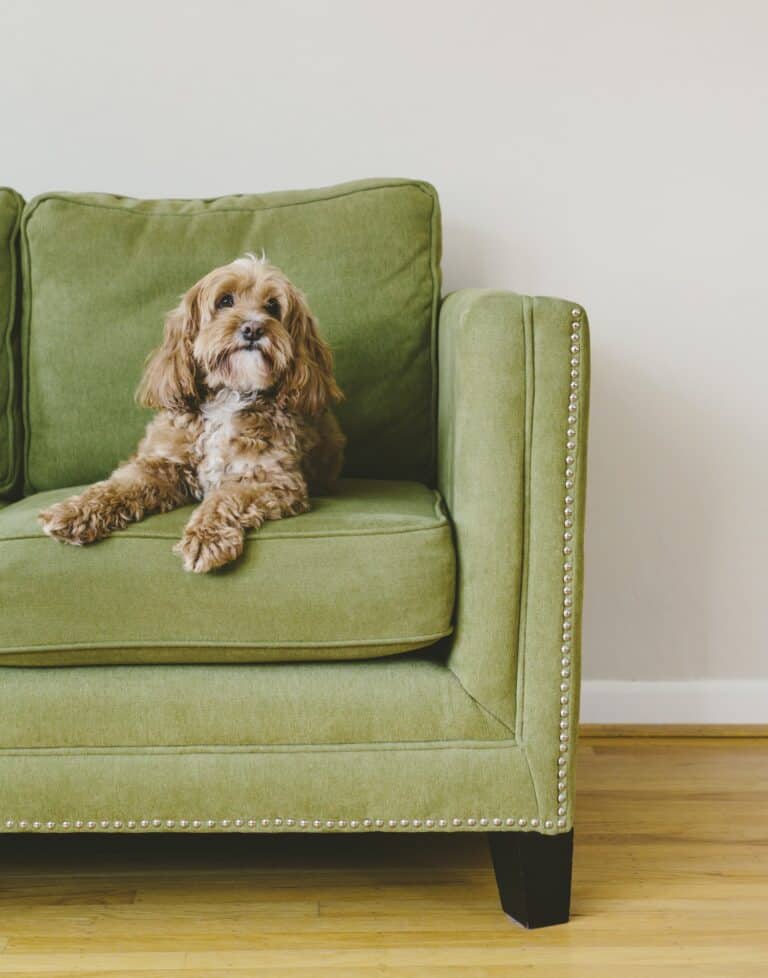 How Long Can A Cockapoo Be Left Alone?