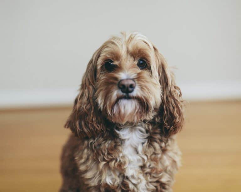 why does my cockapoo puppy smell