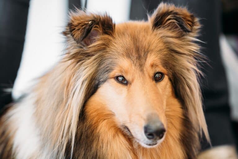 How Long Can Shelties Be Left Alone?