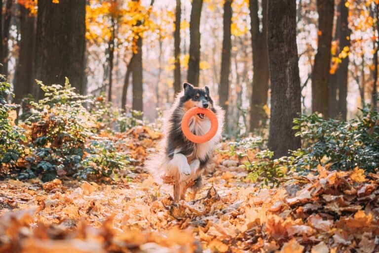 How Smart are Shelties? Funny Young Shetland Sheepdog Sheltie English Collie Playing With Ring Toy In Autumn Park. Tricolor