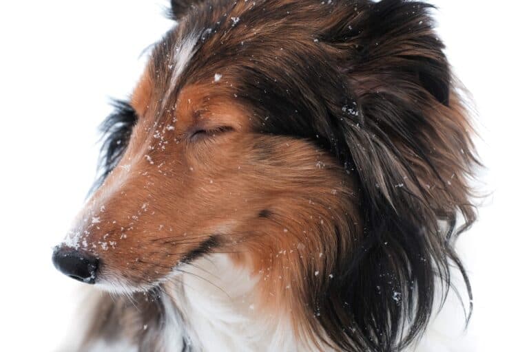 How Much Sleep Does a Sheltie Puppy Need? Do They Sleep A Lot?