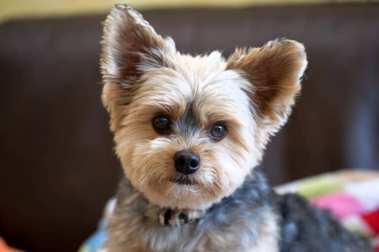 When Do Yorkies Shed Their Puppy Coat?