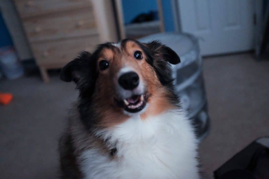 What Size Bed For A Cavapoo? (Small, Medium, or Large Explained