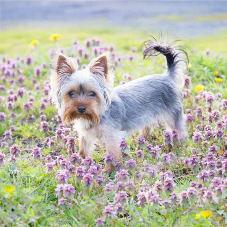 How Big Do Yorkies Get?