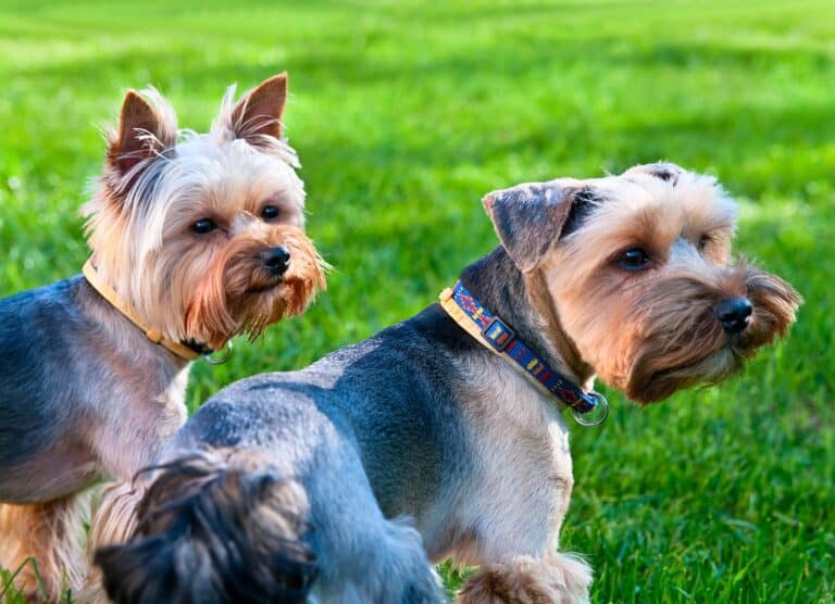 Are Male or Female Yorkies Easier to Train?
