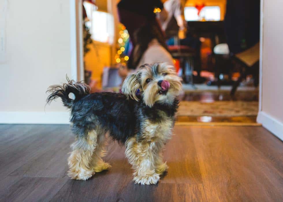 Why Do Yorkies Change Color