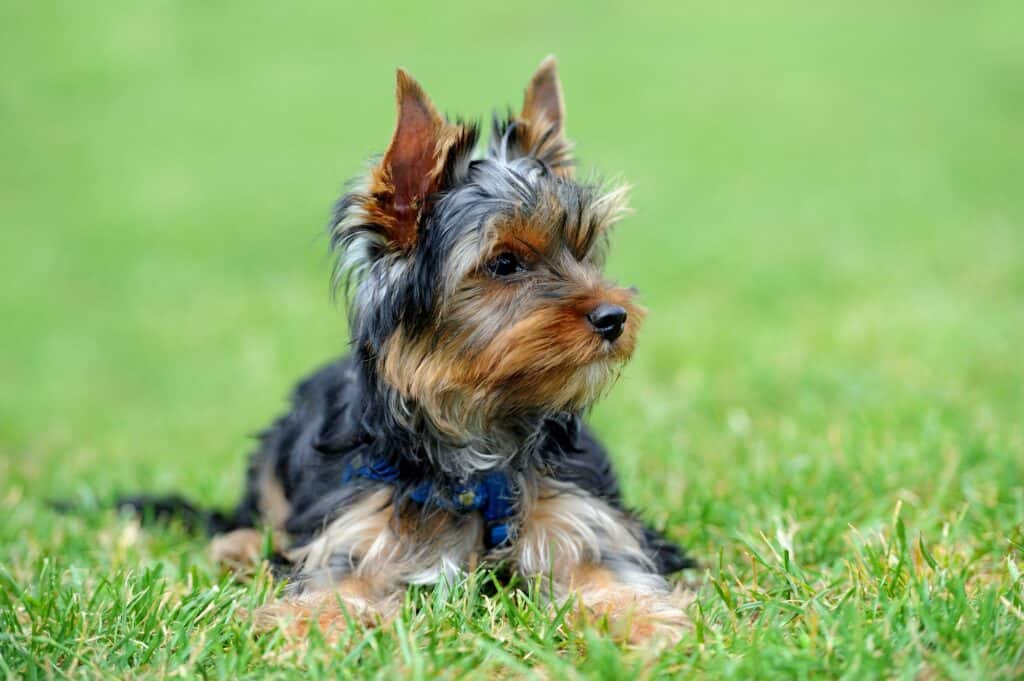 How Much Sleep Does a Yorkie Puppy Need? 