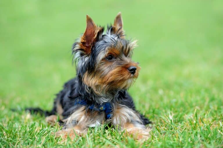 How Much Do Yorkie Puppies Cost?