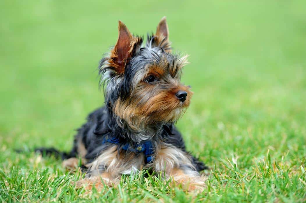 how much does a yorkie dog cost