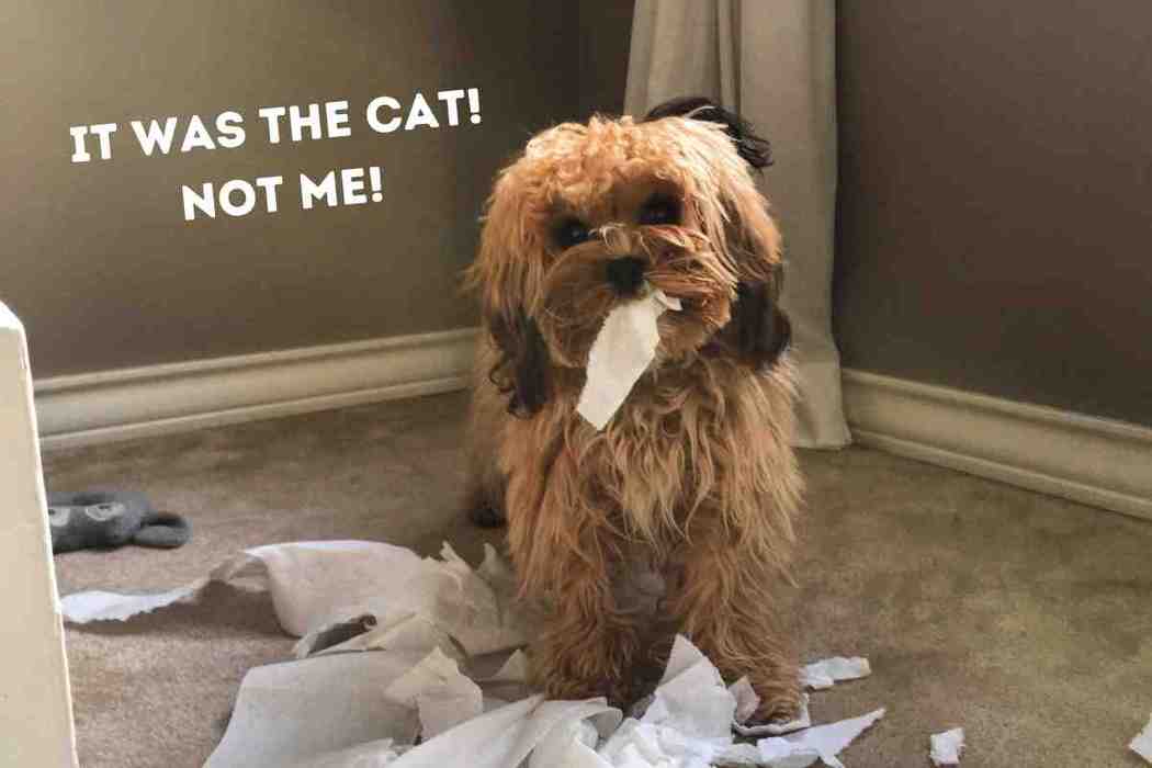 What size crate for a Cavapoo? (3 RealWorld Examples) Embora Pets