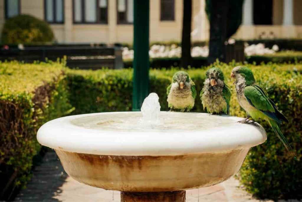 Do Parakeets Drink Water? Bird Baths #parakeet #birds #petbird
