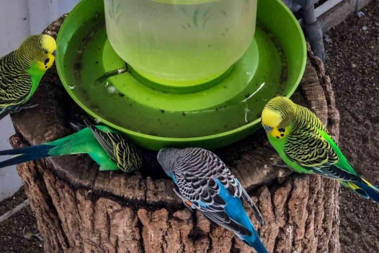 Parakeet Water Needs (Explained)