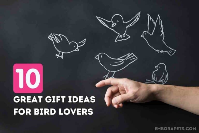 10 Great Gift Ideas To Buy For Bird Lovers (Must-See!)