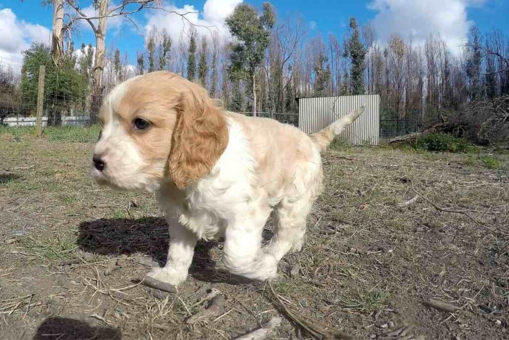 How Much Does A Cavapoo Cost? (I'm Shocked!) Embora Pets