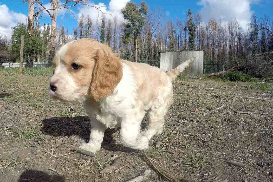 How big do cavapoos get embora pets