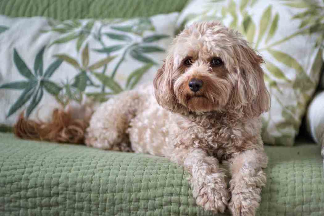 How big do cavapoos get embora pets