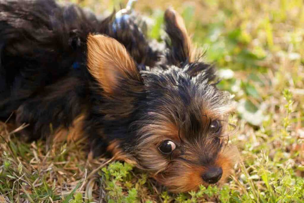 how long can i walk my yorkie