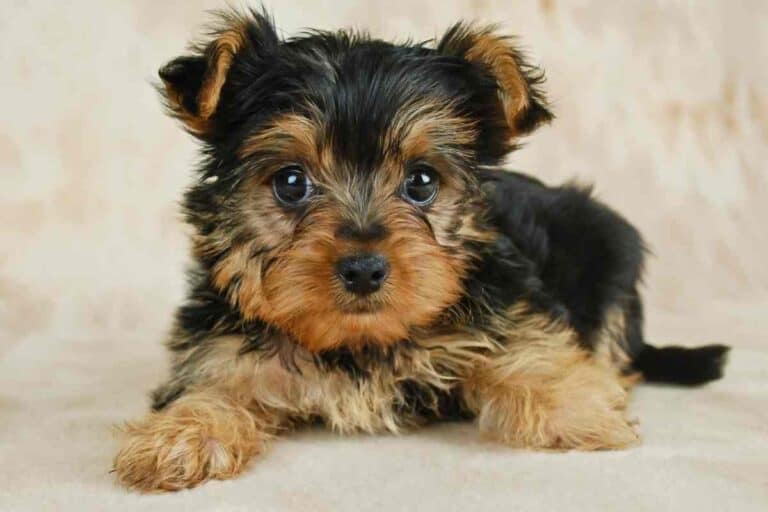How Long Can Yorkies Be Left Alone?
