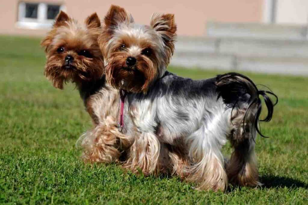How Often Do Yorkies Go In Heat? Embora Pets