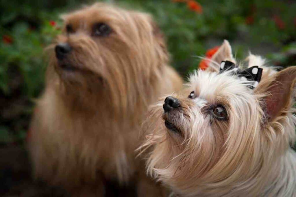 how long do yorkies stay in heat