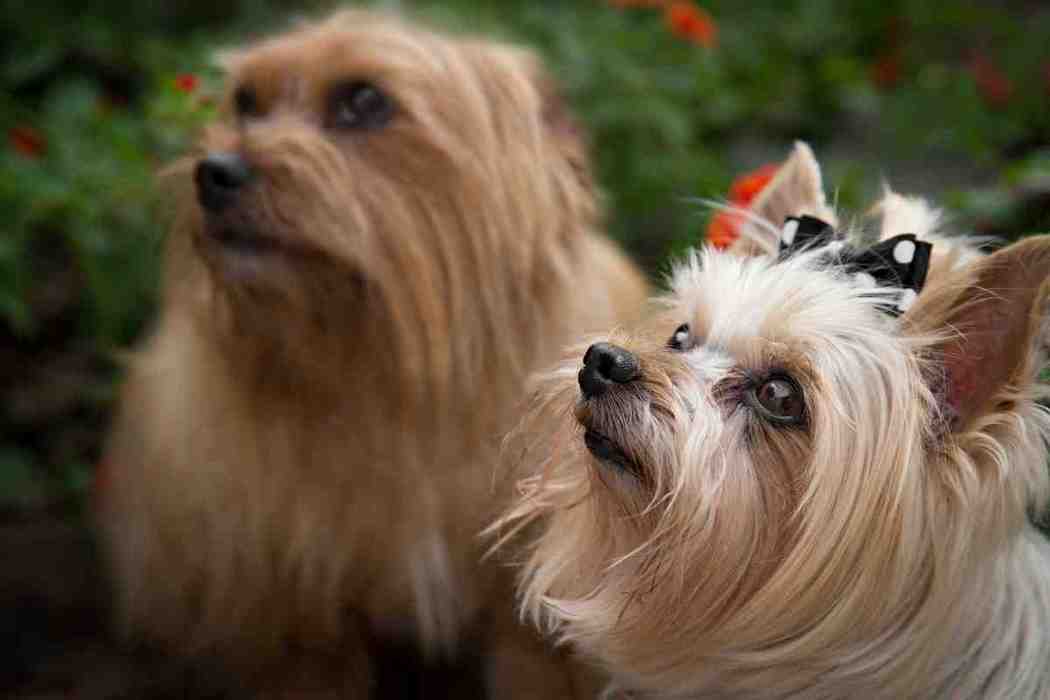 How Often Do Yorkies Go In Heat? Embora Pets