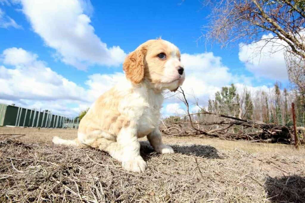 what do you feed a cavapoo puppy