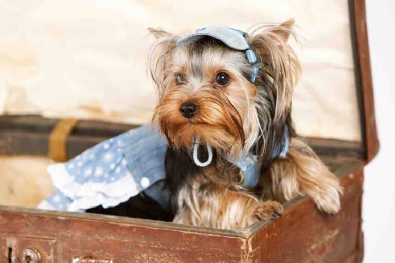 do yorkies shed their puppy coat