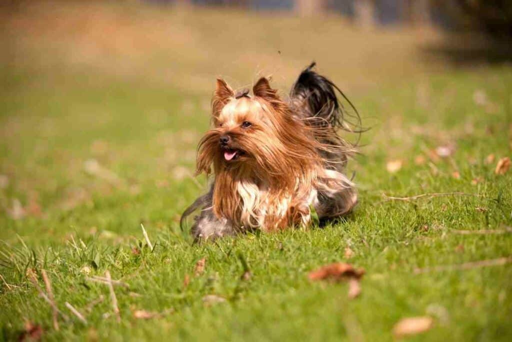 are yorkies smart dogs