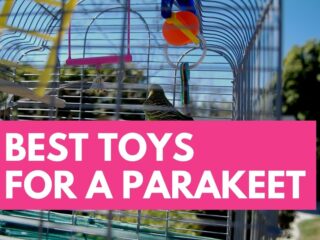 Best Toys For A Parakeet To Play With