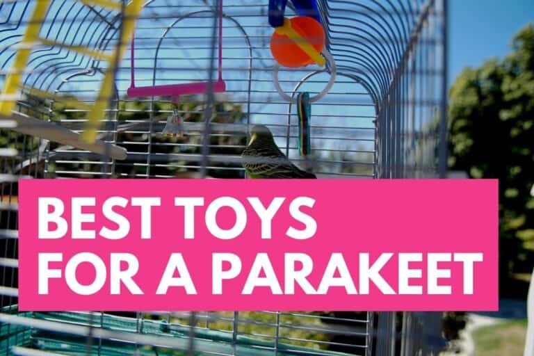 What Kind of Toys Do Parakeets Like to Play With? (Parakeet Toy Guide 2024)